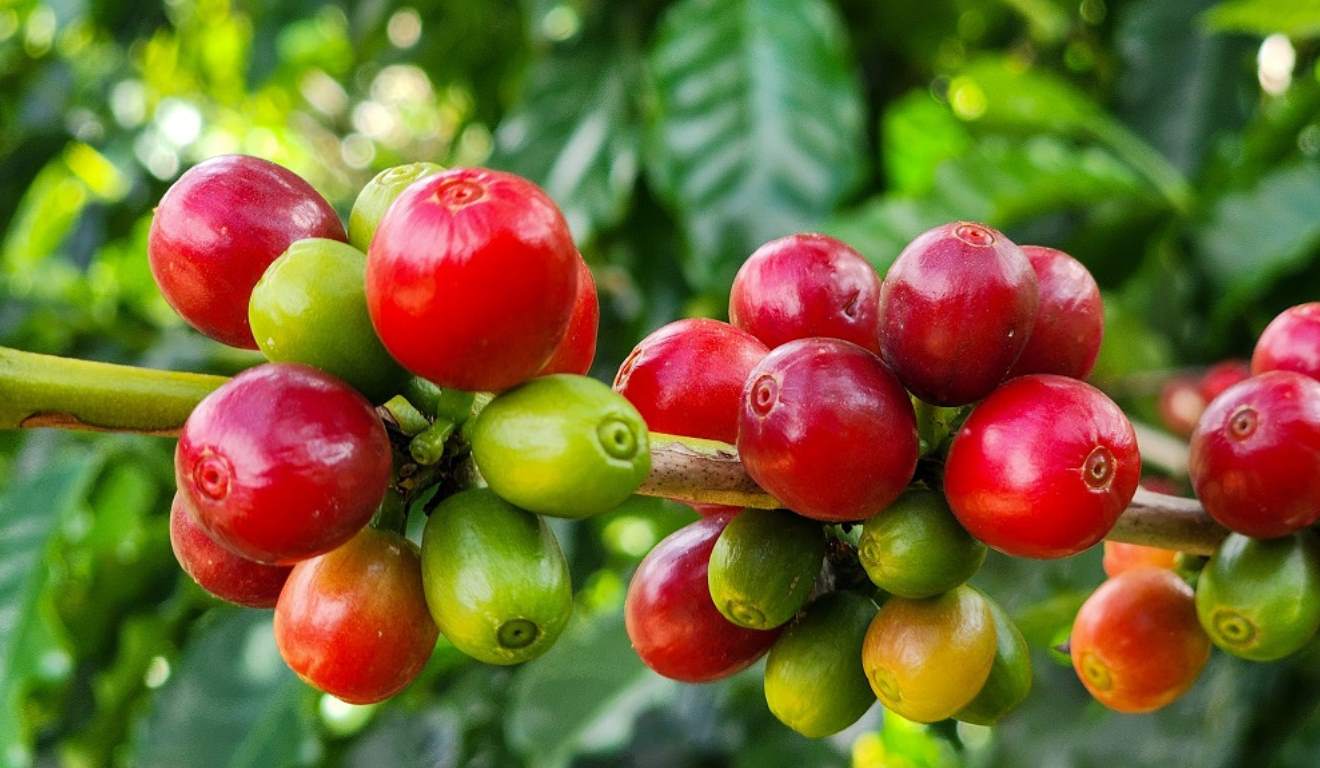 A receita das exportações do agronegócio de Minas Gerais alcançou US$ 18,1 bilhões entre janeiro e novembro de 2025 e já supera todo o resultado de 2024, quando o estado faturou US$ 17,1 bilhões. O avanço de quase 13% garante ao período o maior valor da série histórica iniciada em 1997. A receita das exportações do agronegócio de Minas Gerais alcançou US$ 18,1 bilhões entre janeiro e novembro de 2025 e já supera todo o resultado de 2024, quando o estado faturou US$ 17,1 bilhões. O avanço de quase 13% garante ao período o maior valor da série histórica iniciada em 1997.