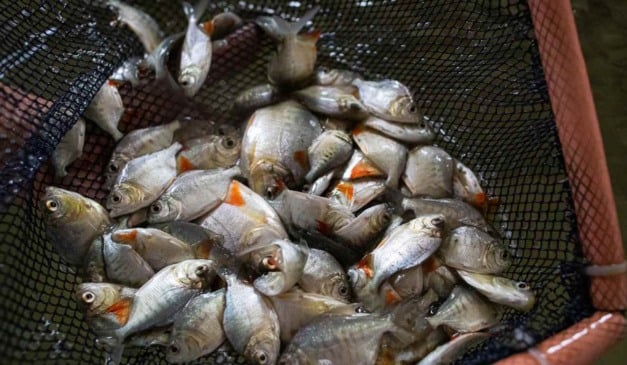 O Ministério do Desenvolvimento Agrário e Agricultura Familiar (MDA), em parceria com o Ministério da Pesca e Aquicultura (MPA), publicou a Portaria Interministerial n°14, de 23 de dezembro de 2025, que cria o Selo Pesca Artesanal do Brasil – Identificação de Origem.