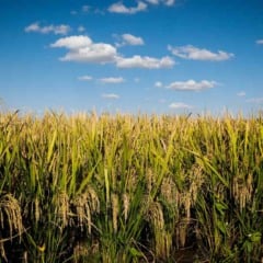 De acordo com dados do Comitê do Selo do Instituto Rio Grandense do Arroz (Irga), o selo do Irga impulsionou alta de 62,4% no arroz sustentável do Rio Grande do Sul. A área certificada pelo Selo Ambiental da Lavoura de Arroz Irrigado cresceu de 77.902 para 126.489 hectares entre as safras 2024/2025 e 2025/2026.