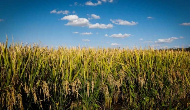 De acordo com dados do Comitê do Selo do Instituto Rio Grandense do Arroz (Irga), o selo do Irga impulsionou alta de 62,4% no arroz sustentável do Rio Grande do Sul. A área certificada pelo Selo Ambiental da Lavoura de Arroz Irrigado cresceu de 77.902 para 126.489 hectares entre as safras 2024/2025 e 2025/2026.