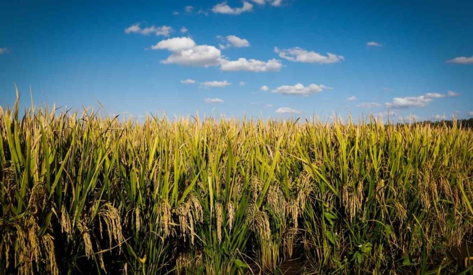 De acordo com dados do Comitê do Selo do Instituto Rio Grandense do Arroz (Irga), o selo do Irga impulsionou alta de 62,4% no arroz sustentável do Rio Grande do Sul. A área certificada pelo Selo Ambiental da Lavoura de Arroz Irrigado cresceu de 77.902 para 126.489 hectares entre as safras 2024/2025 e 2025/2026.