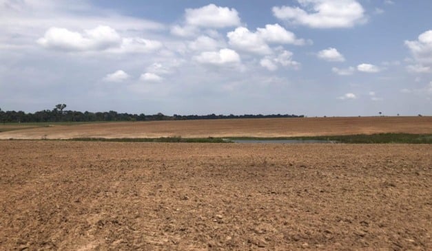 Produtores de soja do Acre devem ficar atentos ao calendário oficial de semeadura da cultura, autorizado até 8 de janeiro