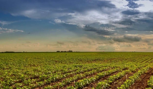 O prazo para a semeadura da soja em Goiás entra na reta final e se encerra em 2 de janeiro de 2026, conforme o calendário oficial da cultura. A data consta na Instrução Normativa nº 6/2024 da Agência Goiana de Defesa Agropecuária (Agrodefesa) e segue as diretrizes do Programa Nacional de Controle da Ferrugem Asiática da Soja, do Ministério da Agricultura e Pecuária (Mapa).