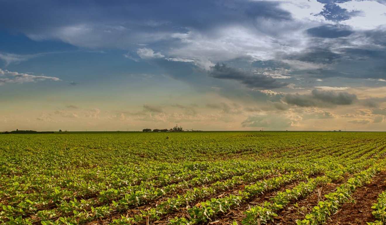 O prazo para a semeadura da soja em Goiás entra na reta final e se encerra em 2 de janeiro de 2026, conforme o calendário oficial da cultura. A data consta na Instrução Normativa nº 6/2024 da Agência Goiana de Defesa Agropecuária (Agrodefesa) e segue as diretrizes do Programa Nacional de Controle da Ferrugem Asiática da Soja, do Ministério da Agricultura e Pecuária (Mapa).