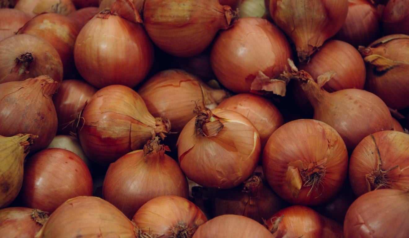 Produtores de sementes de cebola de Candiota e Hulha Negra, no Sul do Rio Grande do Sul, iniciam a colheita com lavouras em maturação e bom potencial produtivo, segundo a Emater/RS-Ascar. Com a previsão de chuvas intensas no período do Natal, parte dos agricultores avalia antecipar a retirada das áreas mais adiantadas para reduzir riscos, diante do alto valor agregado do produto, comercializado em torno de R$ 120 por quilo. Produtores de sementes de cebola de Candiota e Hulha Negra, no Sul do Rio Grande do Sul, iniciam a colheita com lavouras em maturação e bom potencial produtivo, segundo a Emater/RS-Ascar. Com a previsão de chuvas intensas no período do Natal, parte dos agricultores avalia antecipar a retirada das áreas mais adiantadas para reduzir riscos, diante do alto valor agregado do produto, comercializado em torno de R$ 120 por quilo.