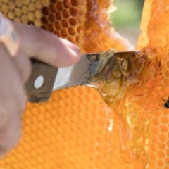 O setor do mel segue com taxas dos Estados Unidos, o que motiva muitos apicultores a estudarem maneiras de elevar o consumo no Brasil