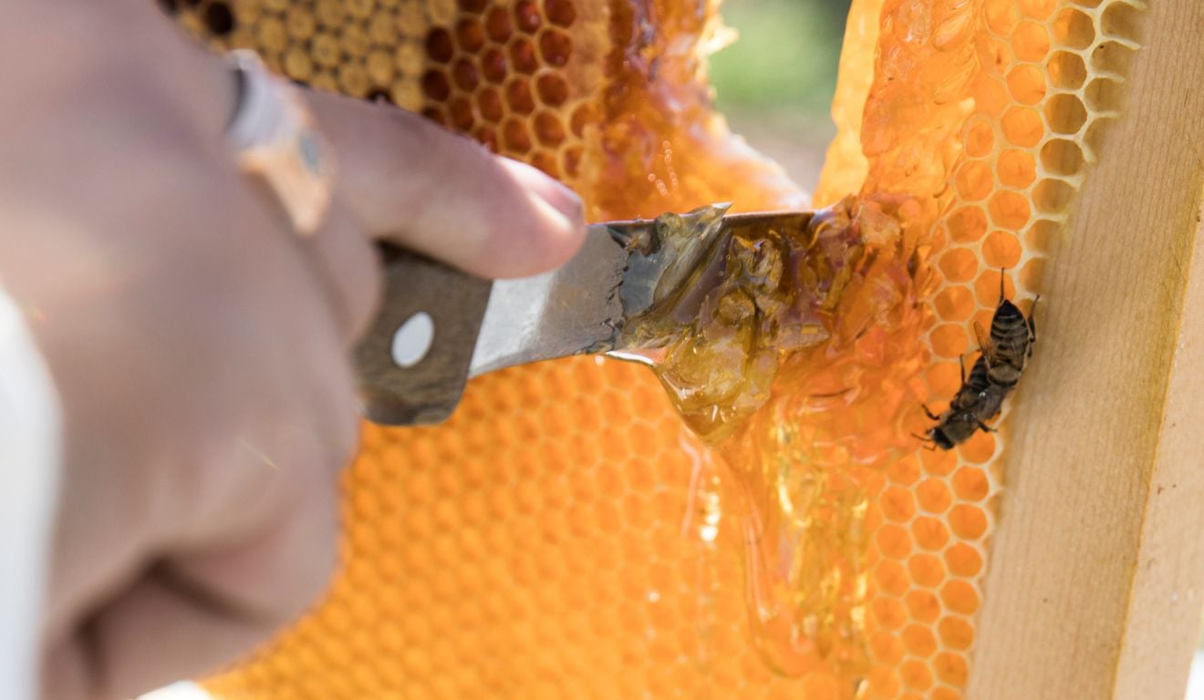 O setor do mel segue com taxas dos Estados Unidos, o que motiva muitos apicultores a estudarem maneiras de elevar o consumo no Brasil O setor do mel segue com taxas dos Estados Unidos, o que motiva muitos apicultores a estudarem maneiras de elevar o consumo no Brasil