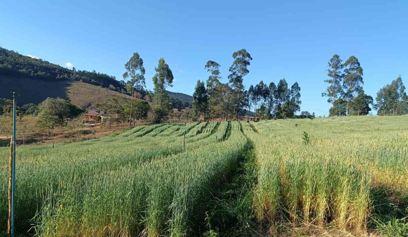 No Vale do Jequitinhonha (MG), a silagem de trigo forrageiro reduziu custos na pecuária de leite em Setubinha (MG). O munícipio tem adotado a tecnologia da silagem por meio de uma parceria com a Empresa de Assistência Técnica e Extensão Rural de Minas Gerais (Emater-MG) e a Empresa de Pesquisa Agropecuária de Minas Gerais (Epamig), com o apoio da Secretária Municipal de Agricultura da cidade. No Vale do Jequitinhonha (MG), a silagem de trigo forrageiro reduziu custos na pecuária de leite em Setubinha (MG). O munícipio tem adotado a tecnologia da silagem por meio de uma parceria com a Empresa de Assistência Técnica e Extensão Rural de Minas Gerais (Emater-MG) e a Empresa de Pesquisa Agropecuária de Minas Gerais (Epamig), com o apoio da Secretária Municipal de Agricultura da cidade.