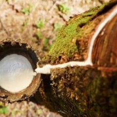 No Dia Nacional da Silvicultura, São Paulo se destaca entre os principais polos florestais do país. Em 2024, o setor foi o terceiro que mais exportou no agronegócio paulista, atrás apenas do açúcar e das carnes. Dados do Instituto de Economia Agrícola (IEA-Apta) e da Diretoria de Pesquisa dos Agronegócios (Apta) mostram que, no ano passado, as vendas externas de produtos florestais somaram US$ 3,14 bilhões, sendo 54,9% referentes à celulose e 37,4% ao papel.