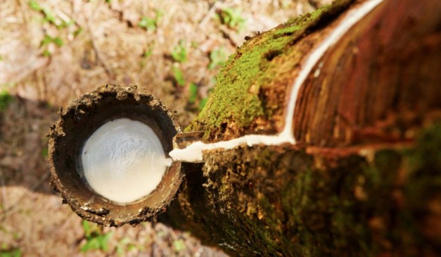 No Dia Nacional da Silvicultura, São Paulo se destaca entre os principais polos florestais do país. Em 2024, o setor foi o terceiro que mais exportou no agronegócio paulista, atrás apenas do açúcar e das carnes. Dados do Instituto de Economia Agrícola (IEA-Apta) e da Diretoria de Pesquisa dos Agronegócios (Apta) mostram que, no ano passado, as vendas externas de produtos florestais somaram US$ 3,14 bilhões, sendo 54,9% referentes à celulose e 37,4% ao papel.