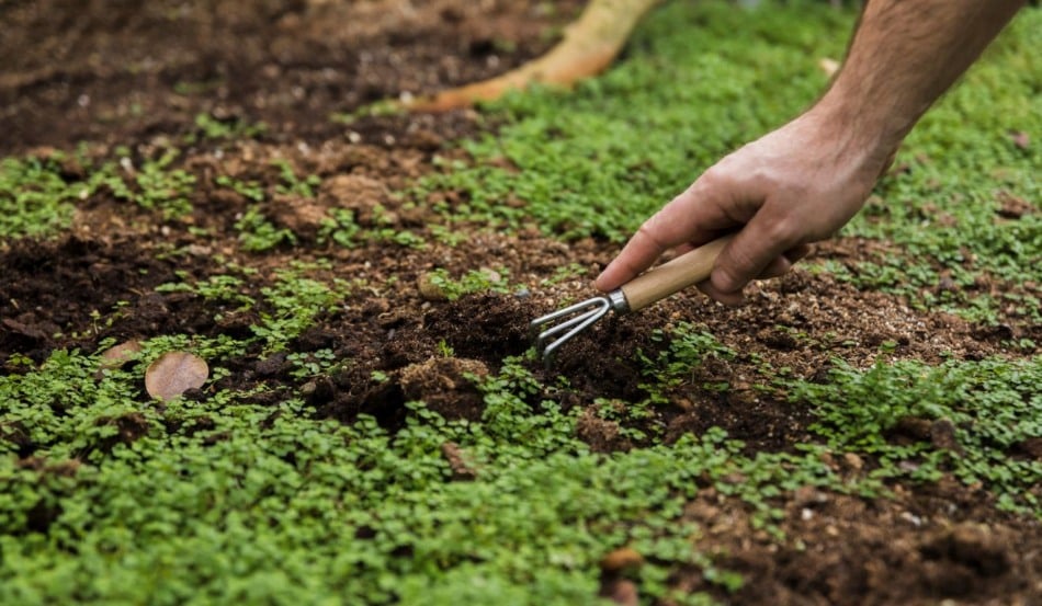 Saiba os tipos de adubação e entenda como utilizar de forma correta para melhorar a produtividade e sustentabilidade da sua lavoura