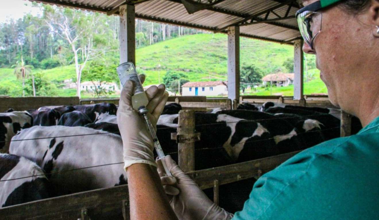 A Defesa Agropecuária alerta que a vacinação contra Brucelose se encerra no dia 31 de dezembro, em São Paulo. A campanha de imunização do segundo semestre. O órgão da Secretaria de Agricultura e Abastecimento (SAA) também informa que a próxima campanha de vacinação se inicia nesta próxima quinta-feira (1º), para imunização das bezerras bovinas e bubalinas de três a oito meses de idade até 30 de junho A Defesa Agropecuária alerta que a vacinação contra Brucelose se encerra no dia 31 de dezembro, em São Paulo. A campanha de imunização do segundo semestre. O órgão da Secretaria de Agricultura e Abastecimento (SAA) também informa que a próxima campanha de vacinação se inicia nesta próxima quinta-feira (1º), para imunização das bezerras bovinas e bubalinas de três a oito meses de idade até 30 de junho