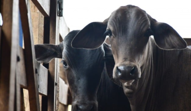 A segunda etapa da campanha de vacinação contra a brucelose animal encerra no próximo 31 de dezembro. A vacinação é obrigatória e integra as ações de defesa sanitária coordenadas pelo Governo do Tocantins, por meio da Agência de Defesa Agropecuária (Adapec). E os produtores rurais do Tocantins precisam ficar atentos aos prazos para manter o rebanho regularizado.