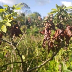 A Embrapa lançou uma página especial para orientar produtores e gestores após a confirmação da vassoura-de-bruxa da mandioca em dez dos 16 municípios do Amapá e em áreas do norte do Pará, incluindo territórios indígenas. O avanço do fungo Rhizoctonia theobromae levou o Ministério da Agricultura a decretar emergência fitossanitária, após roças serem destruídas e aumentarem os riscos à segurança alimentar e à economia local.