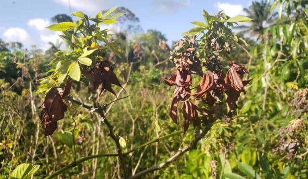 A Embrapa lançou uma página especial para orientar produtores e gestores após a confirmação da vassoura-de-bruxa da mandioca em dez dos 16 municípios do Amapá e em áreas do norte do Pará, incluindo territórios indígenas. O avanço do fungo Rhizoctonia theobromae levou o Ministério da Agricultura a decretar emergência fitossanitária, após roças serem destruídas e aumentarem os riscos à segurança alimentar e à economia local.