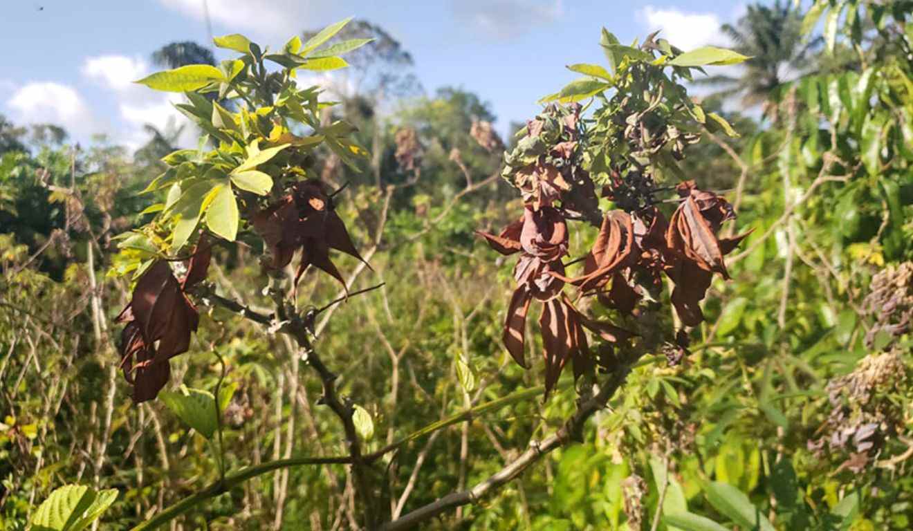 A Embrapa lançou uma página especial para orientar produtores e gestores após a confirmação da vassoura-de-bruxa da mandioca em dez dos 16 municípios do Amapá e em áreas do norte do Pará, incluindo territórios indígenas. O avanço do fungo Rhizoctonia theobromae levou o Ministério da Agricultura a decretar emergência fitossanitária, após roças serem destruídas e aumentarem os riscos à segurança alimentar e à economia local.