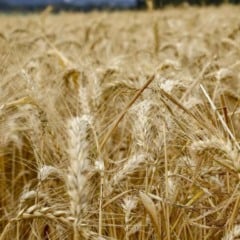 O Valor Bruto da Produção Agropecuária (VBP) do agronegócio paranaense do Paraná deve superar os R$ 200 bilhões 2025, um dos maiores resultados de sua história. A projeção do Departamento de Economia Rural (Deral) é impulsionada pela safra recorde de grãos e pelo bom desempenho da pecuária.