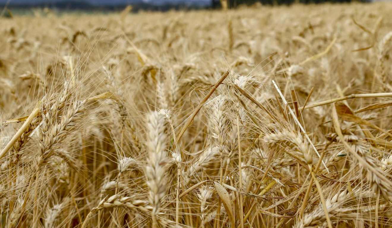 O Valor Bruto da Produção Agropecuária (VBP) do agronegócio paranaense do Paraná deve superar os R$ 200 bilhões 2025, um dos maiores resultados de sua história. A projeção do Departamento de Economia Rural (Deral) é impulsionada pela safra recorde de grãos e pelo bom desempenho da pecuária. O Valor Bruto da Produção Agropecuária (VBP) do agronegócio paranaense do Paraná deve superar os R$ 200 bilhões 2025, um dos maiores resultados de sua história. A projeção do Departamento de Economia Rural (Deral) é impulsionada pela safra recorde de grãos e pelo bom desempenho da pecuária.