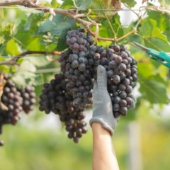 A viticultura capixaba cresce para 29 municípios do Espírito Santo, segundo dados da Secretaria da Agricultura, Abastecimento, Aquicultura e Pesca (Seag). Somente em 2024, o estado colheu 2.720 toneladas de uvas, demonstrando a força e a diversidade territorial dessa cadeia produtiva.