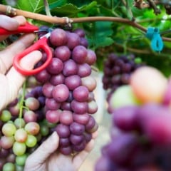 A produção de uvas alcançou 2.720 toneladas em 2024 e se espalhou por 29 municípios do Espírito Santo, segundo dados da Secretaria de Agricultura. Os números reforçam a expansão e a diversidade territorial da viticultura no Estado.