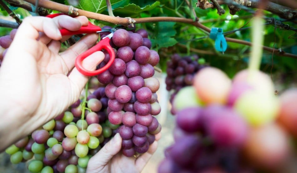 A produção de uvas alcançou 2.720 toneladas em 2024 e se espalhou por 29 municípios do Espírito Santo, segundo dados da Secretaria de Agricultura. Os números reforçam a expansão e a diversidade territorial da viticultura no Estado.
