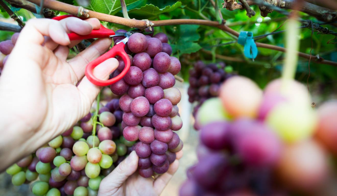 A produção de uvas alcançou 2.720 toneladas em 2024 e se espalhou por 29 municípios do Espírito Santo, segundo dados da Secretaria de Agricultura. Os números reforçam a expansão e a diversidade territorial da viticultura no Estado. A produção de uvas alcançou 2.720 toneladas em 2024 e se espalhou por 29 municípios do Espírito Santo, segundo dados da Secretaria de Agricultura. Os números reforçam a expansão e a diversidade territorial da viticultura no Estado.