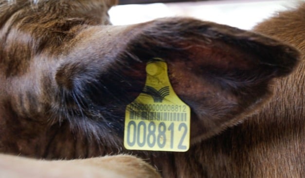 Legenda: Adriano Brito (CNA Brasil)