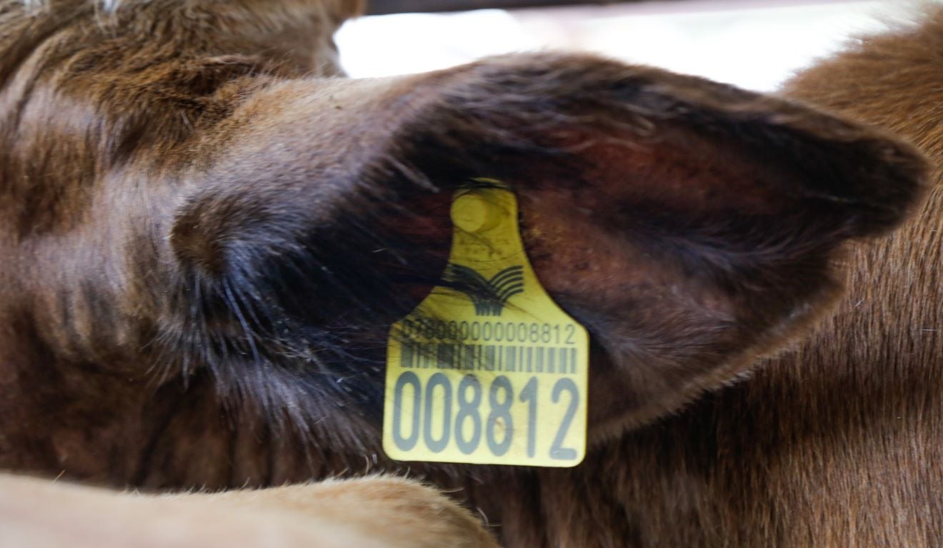 Legenda: Adriano Brito (CNA Brasil)