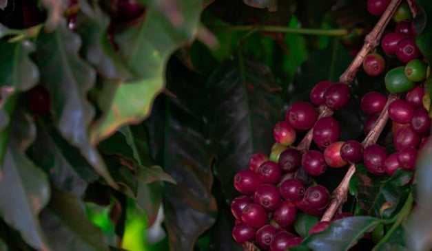 Produtores, sindicatos, cooperativas e agentes de mercado já podem consultar o calendário de 2026 da Companhia Nacional de Abastecimento (Conab), que reúne as datas de divulgação dos levantamentos sobre as safras de grãos, café e cana-de-açúcar, além dos dados de comercialização de hortigranjeiros nas Centrais de Abastecimento (Ceasas).