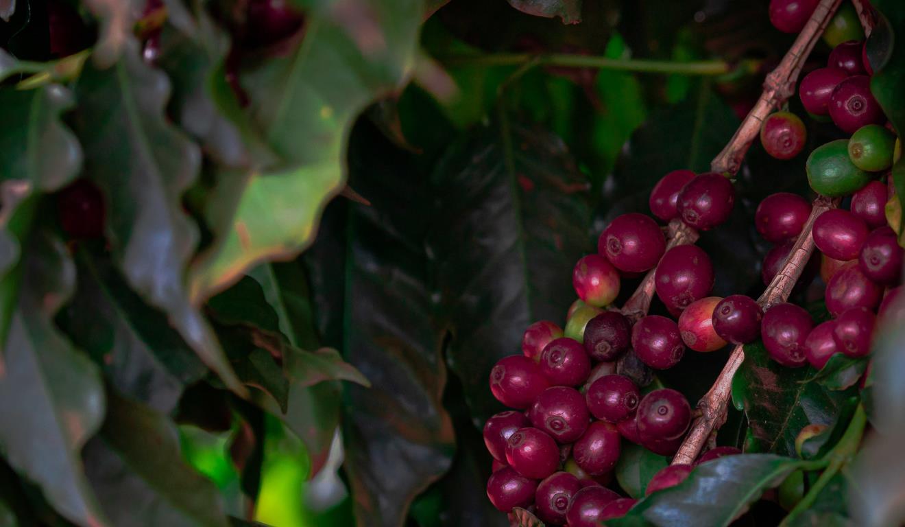 Produtores, sindicatos, cooperativas e agentes de mercado já podem consultar o calendário de 2026 da Companhia Nacional de Abastecimento (Conab), que reúne as datas de divulgação dos levantamentos sobre as safras de grãos, café e cana-de-açúcar, além dos dados de comercialização de hortigranjeiros nas Centrais de Abastecimento (Ceasas).