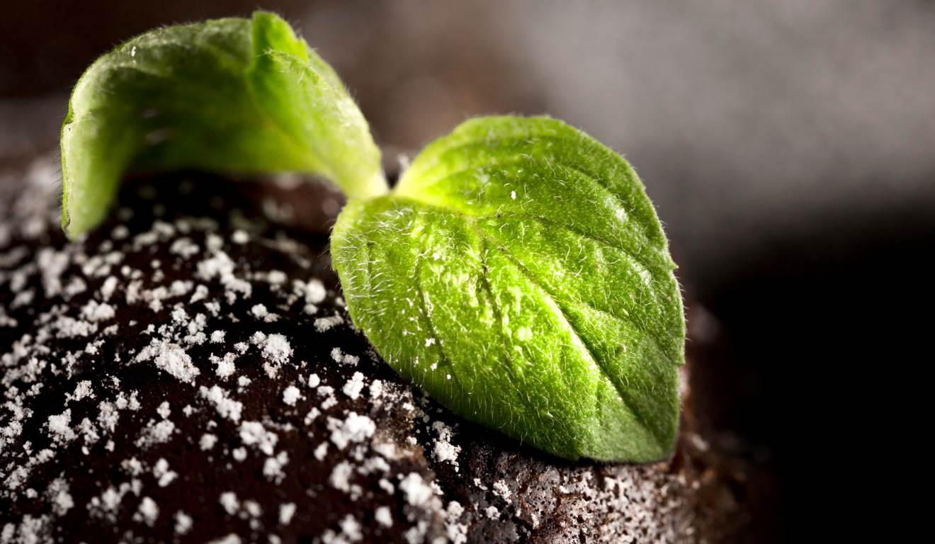 As exportações chinesas de fertilizantes fosfatados de alta concentração caíram para o menor nível em mais de uma década em 2025. Segundo a StoneX, a China embarcou 5,3 milhões de toneladas de MAP e DAP no ano, volume 18% inferior ao de 2024 e o mais baixo desde 2013.