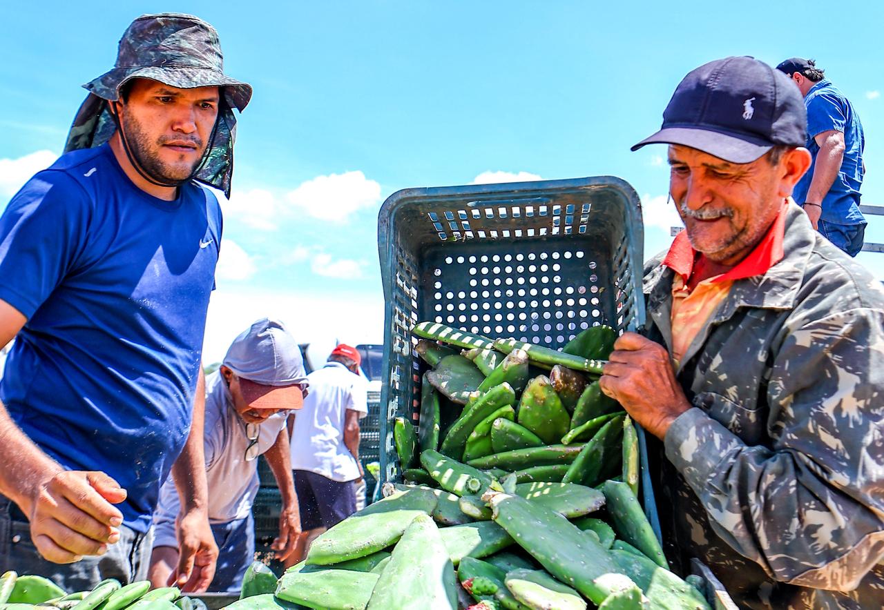 Governo do Piauí inicia distribuição de palma forrageira para alimentação de rebanhos