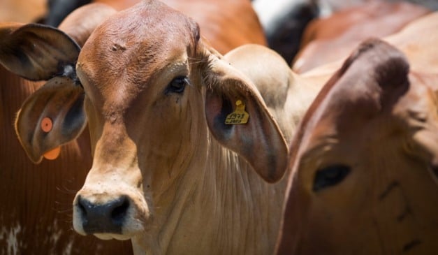 O Mato Grosso elevou em 42,9% o abate de bovinos entre 2006 e 2025. O volume passou de 5,2 milhões para 7,4 milhões de cabeças. O avanço reflete investimentos no setor pecuário e o aumento da participação de animais mais jovens, com até 24 meses, no total abatido no estado.