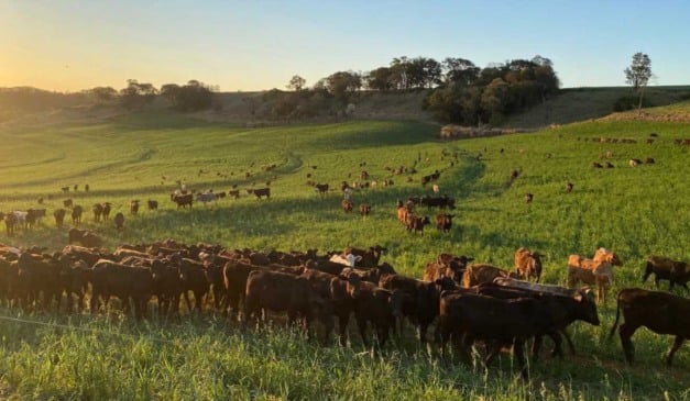 A Agência de Defesa Agropecuária do Paraná (Adapar) publicou a Portaria n° 013/2026, que restringe o trânsito de bovinos e búfalos oriundos de propriedades com casos confirmados de brucelose e tuberculose. As medidas sanitárias foram estabelecidas para intensificar o combate às duas doenças até a conclusão do saneamento em todo o estado