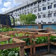 Produtores do Amazonas podem se inscrever at&eacute; 20 de mar&ccedil;o para receber mudas de castanha-da-Amaz&ocirc;nia pelo Projeto Excelsa. O Instituto de Desenvolvimento Agropecu&aacute;rio e Florestal Sustent&aacute;vel do Estado do Amazonas (Idam) e a Fazenda Aruan&atilde; realizam a iniciativa. A a&ccedil;&atilde;o fortalece a agricultura familiar e estimula a recupera&ccedil;&atilde;o de &aacute;reas degradadas no estado.