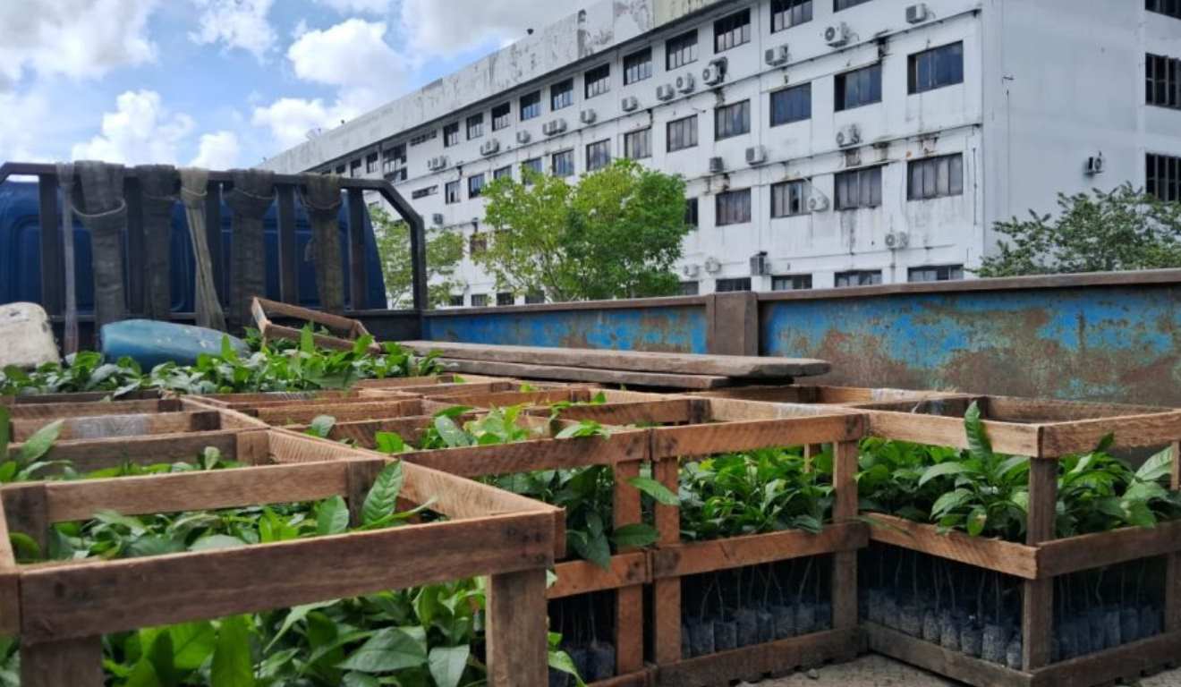 Produtores do Amazonas podem se inscrever até 20 de março para receber mudas de castanha-da-Amazônia pelo Projeto Excelsa. O Instituto de Desenvolvimento Agropecuário e Florestal Sustentável do Estado do Amazonas (Idam) e a Fazenda Aruanã realizam a iniciativa. A ação fortalece a agricultura familiar e estimula a recuperação de áreas degradadas no estado. Produtores do Amazonas podem se inscrever até 20 de março para receber mudas de castanha-da-Amazônia pelo Projeto Excelsa. O Instituto de Desenvolvimento Agropecuário e Florestal Sustentável do Estado do Amazonas (Idam) e a Fazenda Aruanã realizam a iniciativa. A ação fortalece a agricultura familiar e estimula a recuperação de áreas degradadas no estado.