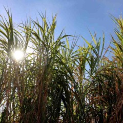 Segundo a Secretaria da Agricultura, Pecu&aacute;ria, Irriga&ccedil;&atilde;o, Pesca e Aquicultura da Bahia (Seagri), o ver&atilde;o deve aumentar a produtividade agropecu&aacute;ria da regi&atilde;o. A expectativa &eacute; que a esta&ccedil;&atilde;o ser&aacute; essencial para o desenvolvimento da pecu&aacute;ria e de diversas culturas agr&iacute;colas como soja, milho, feij&atilde;o, arroz, algod&atilde;o e caf&eacute;. Uma das recomenda&ccedil;&otilde;es da Secretaria &eacute; o aplicativo ZARC - Plantio Certo, que possui os dados do Zoneamento Agr&iacute;cola de Risco Clim&aacute;tico