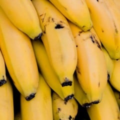 Entenda a diferen&ccedil;a entre tipos de banana, aceita&ccedil;&atilde;o comercial e custos de produ&ccedil;&atilde;o influenciam a escolha da variedade da fruta no campo