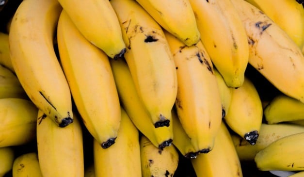 Entenda a diferença entre tipos de banana, aceitação comercial e custos de produção influenciam a escolha da variedade da fruta no campo