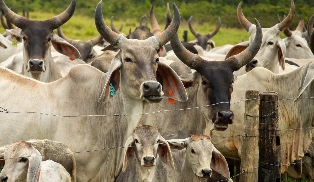 BB prevê liberar crédito do Caminho Verde Brasil neste semestre
