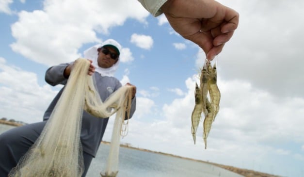 A Empresa de Assistência Técnica e Extensão Rural do Rio Grande do Sul e a Associação Sulina de Crédito e Assistência Rural (Emater/RS-Ascar) em parceria com a Secretaria Municipal de Agricultura, Pecuária, Pesca e Abastecimento de Tavares anunciaram, nesta quinta-feira (15), o início da pesca do camarão-rosa em Tavares, no Rio Grande do Sul