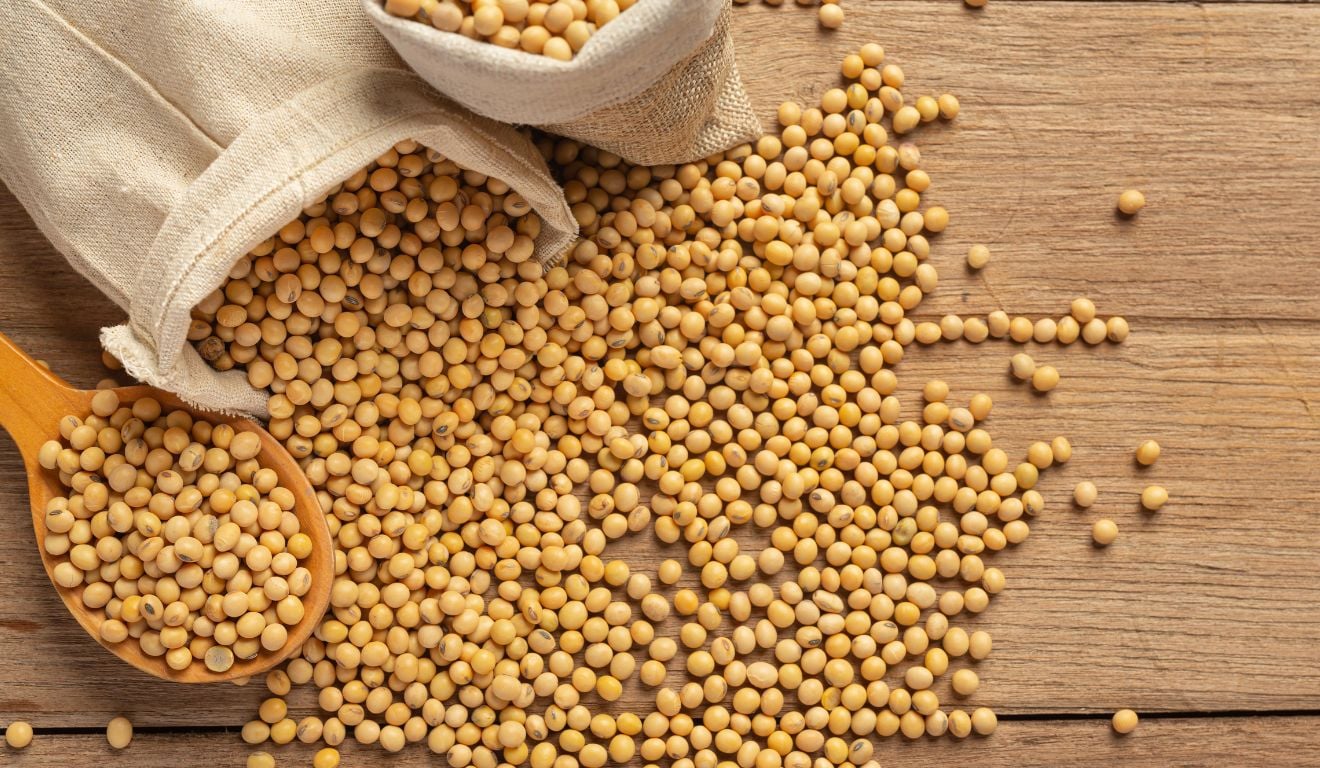 Decisão de colher a soja envolve maturação fisiológica, umidade do grão, regulagem de máquinas e atenção ao clima para evitar perdas no campo Decisão de colher a soja envolve maturação fisiológica, umidade do grão, regulagem de máquinas e atenção ao clima para evitar perdas no campo