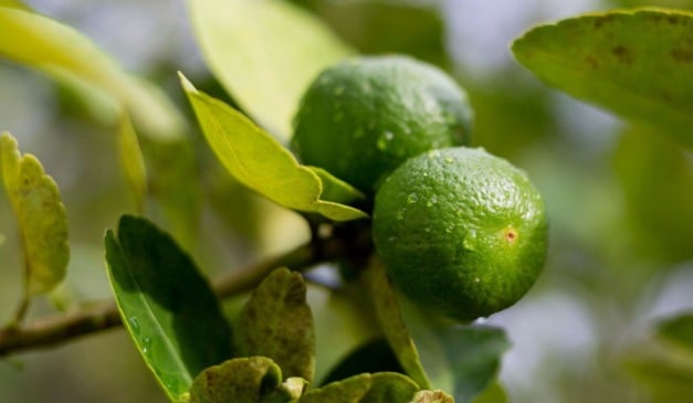 O governo de São Paulo abriu um novo edital para reforçar o combate ao greening (HLB), doença que ameaça a citricultura em todo o mundo. A iniciativa prevê a contratação de 28 profissionais para atuar ao lado da Defesa Agropecuária. A Secretaria de Agricultura e Abastecimento (SAA) conduz o processo e estima investimento anual de R$ 3,6 milhões.