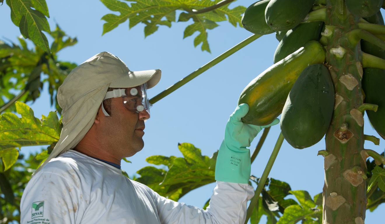 A Comissão de Agricultura, Pecuária, Abastecimento e Desenvolvimento Rural da Câmara dos Deputados aprovou, em outubro, a criação da Política Nacional de Produção de Mamão de Qualidade. O projeto foi noticiado nesta terça-feira (27) pela agência de notícias da câmara e tem como principal objetivo impulsionar o desenvolvimento sustentável da cadeia produtiva do mamão A Comissão de Agricultura, Pecuária, Abastecimento e Desenvolvimento Rural da Câmara dos Deputados aprovou, em outubro, a criação da Política Nacional de Produção de Mamão de Qualidade. O projeto foi noticiado nesta terça-feira (27) pela agência de notícias da câmara e tem como principal objetivo impulsionar o desenvolvimento sustentável da cadeia produtiva do mamão