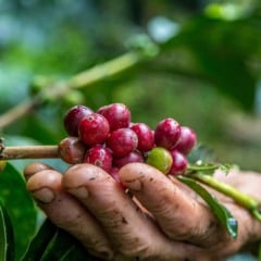 Confira como boas pr&aacute;ticas agr&iacute;colas ajudam a melhorar o desempenho do cafezal e garantir mais efici&ecirc;ncia na produ&ccedil;&atilde;o de caf&eacute;