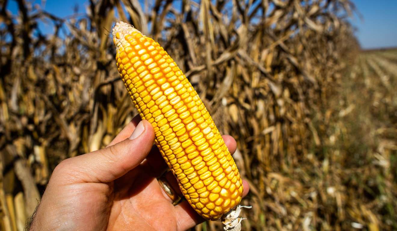 A Companhia Nacional de Abastecimento (Conab) comprou 95 mil toneladas de milho através do Programa de Vendas em Balcão (ProVB), em leilões realizados nos dias 18 e 24 de dezembro de 2025. O investimento é de aproximadamente R$ 140,7 milhões, e as compras foram feitas para garantir o abastecimento do ProVB ao longo de 2026 A Companhia Nacional de Abastecimento (Conab) comprou 95 mil toneladas de milho através do Programa de Vendas em Balcão (ProVB), em leilões realizados nos dias 18 e 24 de dezembro de 2025. O investimento é de aproximadamente R$ 140,7 milhões, e as compras foram feitas para garantir o abastecimento do ProVB ao longo de 2026