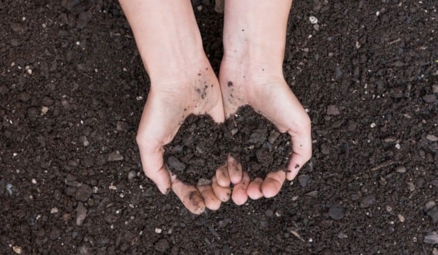 Um estudo aponta que o manejo de plantas daninhas em áreas de pastagem tem impacto direto sobre os estoques de carbono no solo