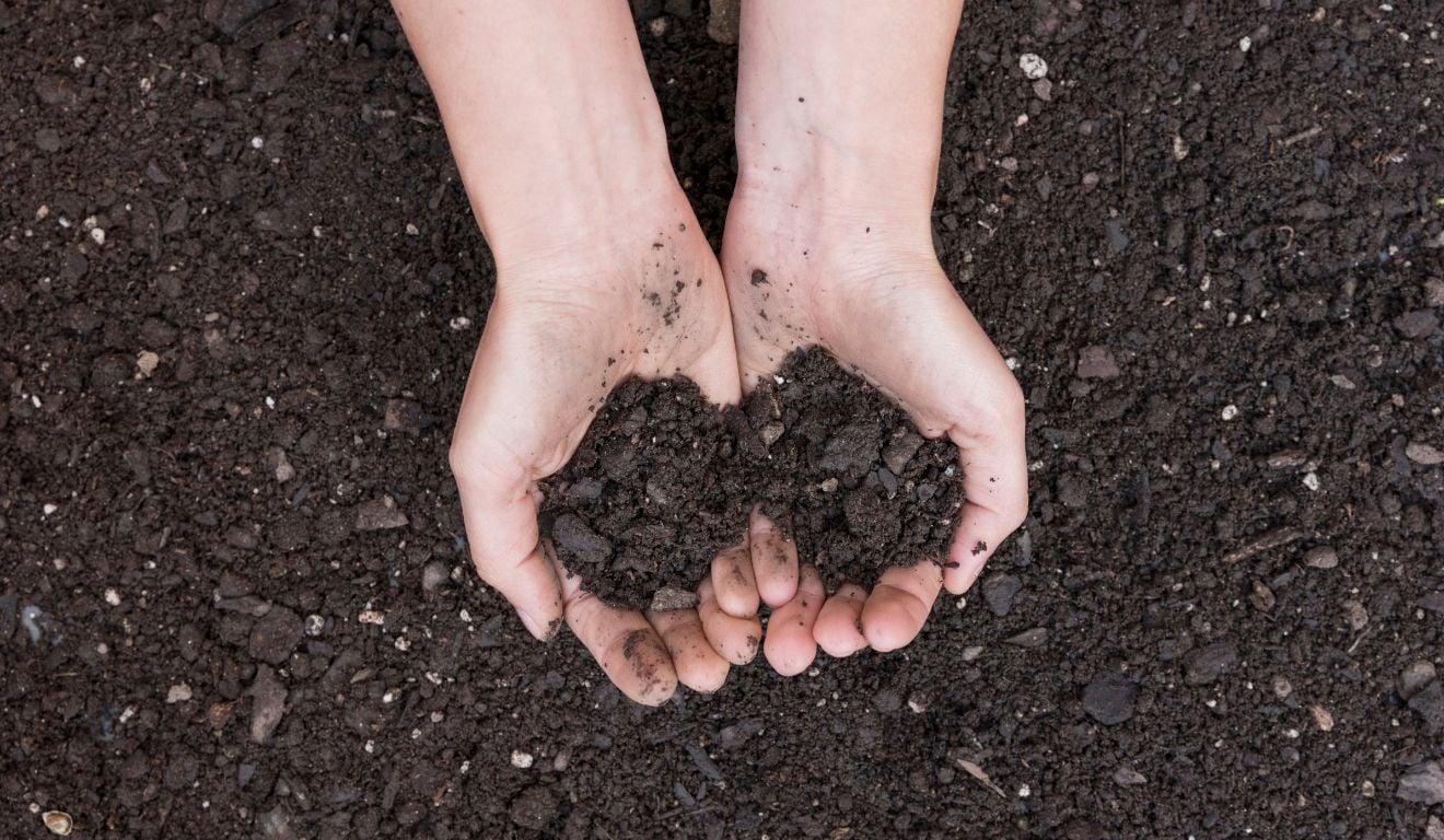 Um estudo aponta que o manejo de plantas daninhas em áreas de pastagem tem impacto direto sobre os estoques de carbono no solo Um estudo aponta que o manejo de plantas daninhas em áreas de pastagem tem impacto direto sobre os estoques de carbono no solo