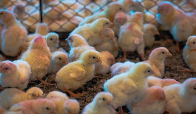 A Embrapa Suínos e Aves divulgou, ontem (13), por meio da por meio da Central de Inteligência de Aves e Suínos (CIAS) que os custos para produzir frango de corte caíram 2,81%, em 2025. Por outro lado, a despesa na produção do quilo do suíno vivo registrou um aumento de 4,39%, no ano passado