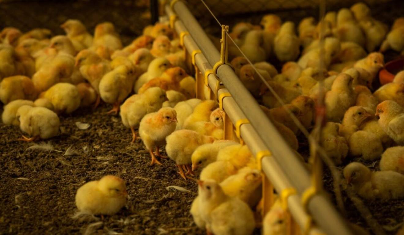 Produtores rurais e responsáveis técnicos por estabelecimentos comerciais avícolas em Goiás têm até 31 de janeiro para enviar à Agência Goiana de Defesa Agropecuária (Agrodefesa) a Declaração de Biosseguridade exigida para o setor. Produtores rurais e responsáveis técnicos por estabelecimentos comerciais avícolas em Goiás têm até 31 de janeiro para enviar à Agência Goiana de Defesa Agropecuária (Agrodefesa) a Declaração de Biosseguridade exigida para o setor.